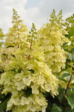 Struiken|Ecocheques|ohgreen Pluimhortensia 'Candlelight'