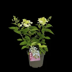 Struiken|Ecocheques|ohgreen Pluimhortensia 'Pinky Winky'