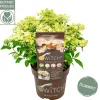 Struiken|Ecocheques|ohgreen Pluimhortensia switch ophelia p19 h45