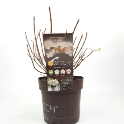 Struiken|Ecocheques|ohgreen Pluimhortensia switch ophelia p19 h45