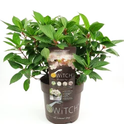 Struiken|Ecocheques|ohgreen Pluimhortensia switch ophelia p19 h45