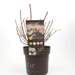 Struiken|Ecocheques|ohgreen Pluimhortensia switch ophelia p19 h45