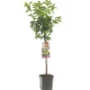Fruitbomen|Ecocheques|ohgreen Pluot prunus dapple dandy laagstam