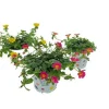 Voorjaar|Ecocheques|ohgreen Portulaca p12