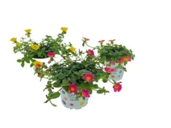 Voorjaar|Ecocheques|ohgreen Portulaca p12