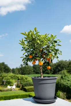 Kunststof|Ecocheques|ohgreen Pot essential 22cm