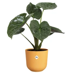 Potten En Vazen|Ecocheques|ohgreen Pot jazz rond 23cm amber geel