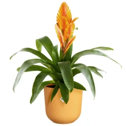 Potten En Vazen|Ecocheques|ohgreen Pot jazz rond 14cm amber geel