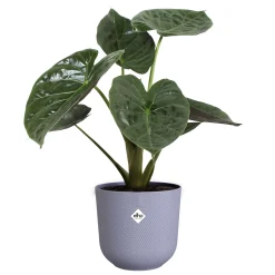 Potten En Vazen|Ecocheques|ohgreen Pot jazz rond 26cm lavendel lila