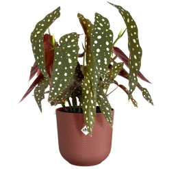 Potten En Vazen|Ecocheques|ohgreen Pot jazz rond 14cm toscaans rood