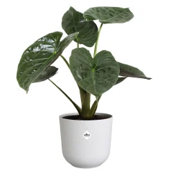 Potten En Vazen|Ecocheques|ohgreen Pot jazz rond 23cm zijdewit