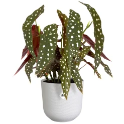 Potten En Vazen|Ecocheques|ohgreen Pot jazz rond 16cm zijdewit