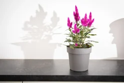 Kunststof|Ecocheques|ohgreen Pot rond happy 18 cm antraciet