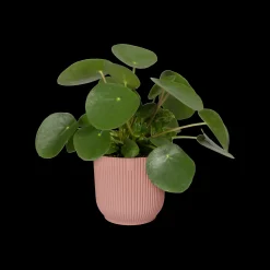Potten En Vazen|Ecocheques|ohgreen Pot vibes fold 25cm delicate roze