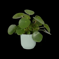 Potten En Vazen|Ecocheques|ohgreen Pot vibes fold 18cm sorbet green