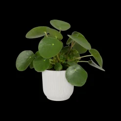 Potten En Vazen|Ecocheques|ohgreen Pot vibes fold 25cm zijdewit