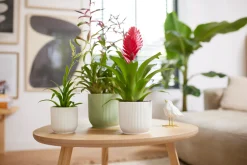 Potten En Vazen|Ecocheques|ohgreen Pot vibes fold 25cm zijdewit