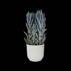 Potten En Vazen|Ecocheques|ohgreen Pot vibes fold 11cm zijdewit