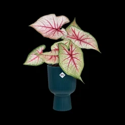 Potten En Vazen|Ecocheques|ohgreen Pot vibes fold coupe 14cm diepblauw