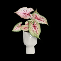 Potten En Vazen|Ecocheques|ohgreen Pot vibes fold coupe 14cm zijdewit