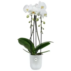 Potten En Vazen|Ecocheques|ohgreen Pot Vibes fold orchidee