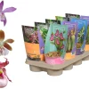 Vaste Planten|Ecocheques|ohgreen Prachtige bloeiende tuinorchidee p12 h20