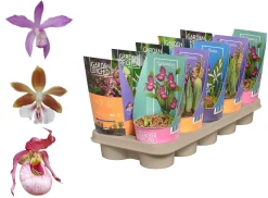 Vaste Planten|Ecocheques|ohgreen Prachtige bloeiende tuinorchidee p12 h20