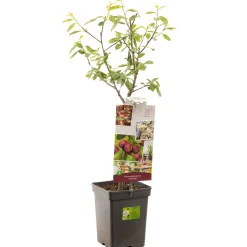 Fruitbomen|Ecocheques|ohgreen Pruim patioboompje prunus domestica victoria