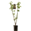 Fruitbomen|Ecocheques|ohgreen Pruim prunus domestica duo-pruim