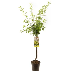 Fruitbomen|Ecocheques|ohgreen Pruimenboom prunus domestica ontario halfstam