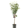 Fruitbomen|Ecocheques|ohgreen Pruimenboom prunus domestica hauszwetsch laagstam