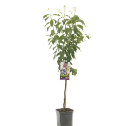 Fruitbomen|Ecocheques|ohgreen Pruimenboom prunus domestica hauszwetsch laagstam