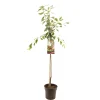 Fruitbomen|Ecocheques|ohgreen Pruimenboom prunus domestica victoria halfstam