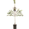 Fruitbomen|Ecocheques|ohgreen Pruimenboom prunus domestica opal leiboom