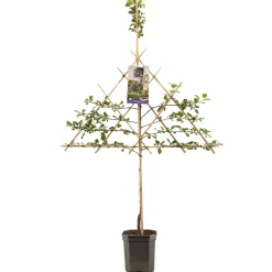 Fruitbomen|Ecocheques|ohgreen Pruimenboom prunus domestica opal leiboom