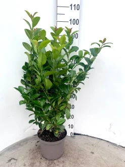Struiken|Ecocheques|ohgreen Prunus laurocerasus Ani ( Laurierkers )