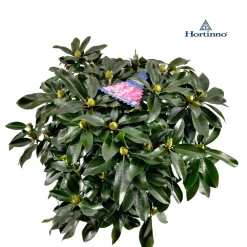 Struiken|Ecocheques|ohgreen Rhododendron 70-80 XXl