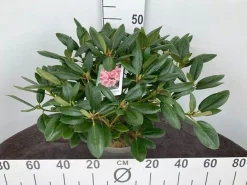Struiken|Ecocheques|ohgreen Rhododendron hybride 40-50 cm in p23