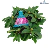 Struiken|Ecocheques|ohgreen Rhododendron xxl