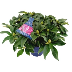 Struiken|Ecocheques|ohgreen Rhododendron xxl p23 h60