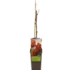 Ecocheques|Fruitbomen|ohgreen Ribes rubrum jonkheer van tets