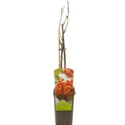 Ecocheques|Fruitbomen|ohgreen Ribes rubrum rovada