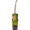 Ecocheques|Fruitbomen|ohgreen Ribes rubrum witte parel