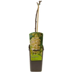 Ecocheques|Fruitbomen|ohgreen Ribes rubrum witte parel