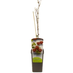 Ecocheques|Fruitbomen|ohgreen Ribes uva-cr. hinnonmäki röd