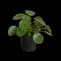Ecocheques|Potten En Vazen|ohgreen ROCK 16CM LIVING BLACK