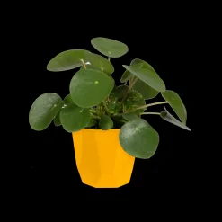 Ecocheques|Potten En Vazen|ohgreen ROCK 16CM OKER