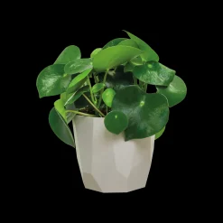 Ecocheques|Potten En Vazen|ohgreen ROCK 14CM WARM GRIJS