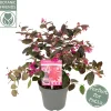 Struiken|Ecocheques|ohgreen Rode franjeboom
