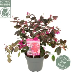 Struiken|Ecocheques|ohgreen Rode franjeboom